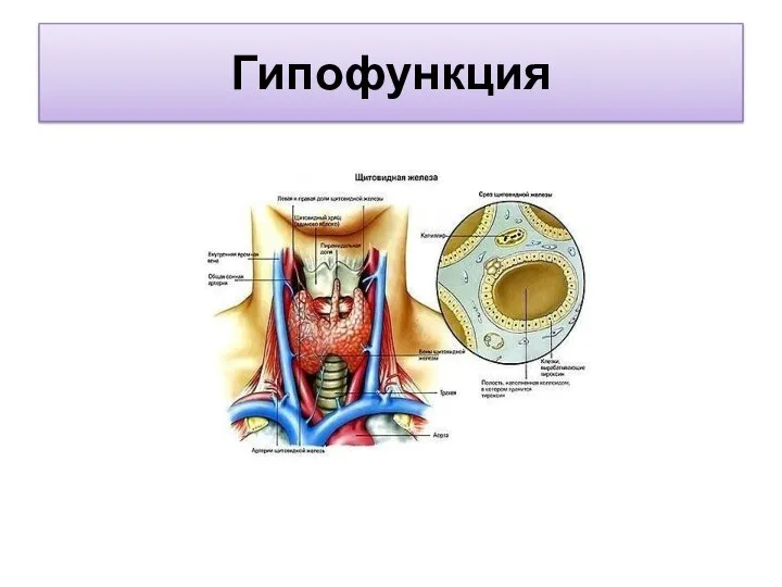 Гипофункция