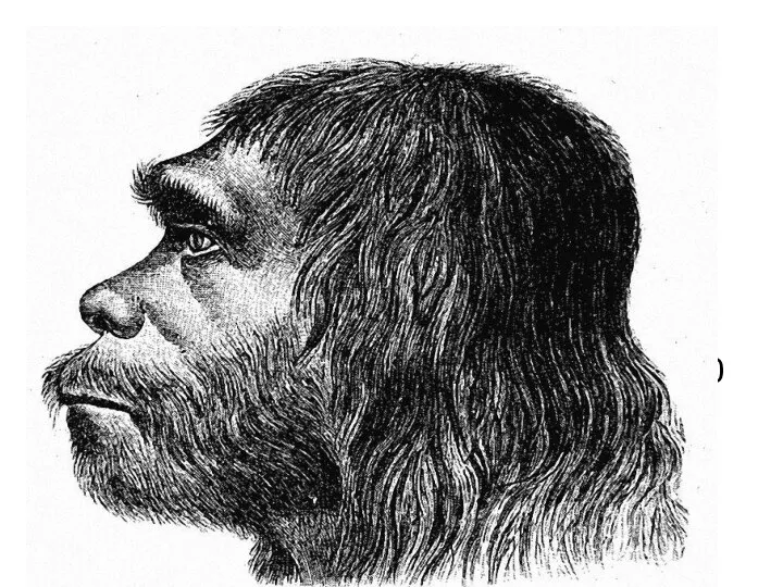 Неандерталец - вымерший или ассимилированный представитель рода Люди. Первые люди с
