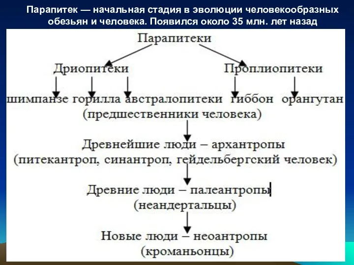 Парапитек — начальная стадия в эволюции человекообразных обезьян и человека. Появился около 35 млн. лет назад