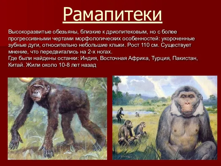 Рамапитеки Высокоразвитые обезьяны, близкие к дриопитековым, но с более прогрессивными чертами