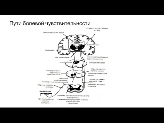 Пути болевой чувствительности