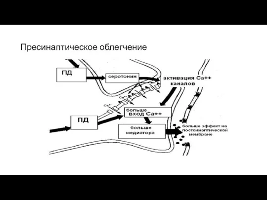 Пресинаптическое облегчение