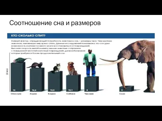 Соотношение сна и размеров