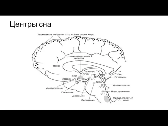 Центры сна