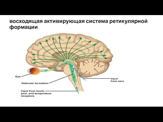 восходящая активирующая система ретикулярной формации