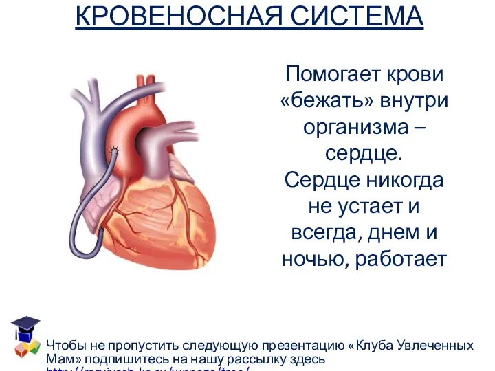 КРОВЕНОСНАЯ СИСТЕМА Помогает крови «бежать» внутри организма – сердце. Сердце никогда