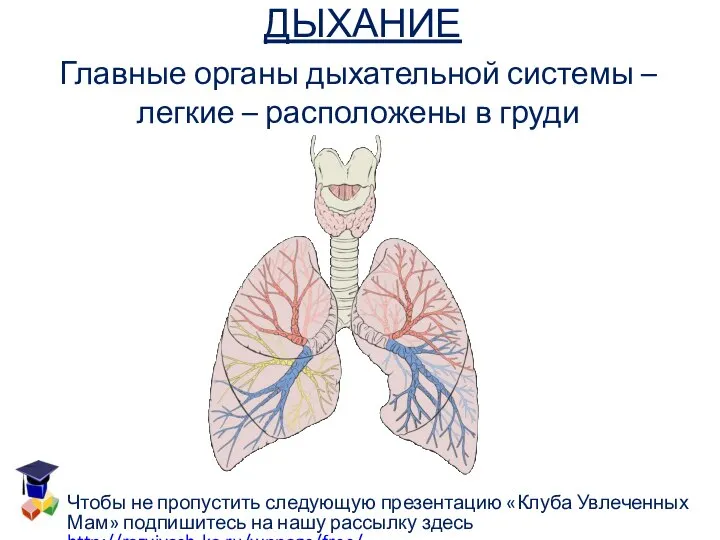 ДЫХАНИЕ Главные органы дыхательной системы – легкие – расположены в груди