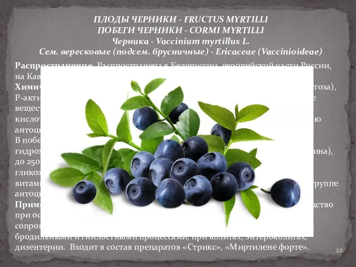 ПЛОДЫ ЧЕРНИКИ - FRUCTUS MYRTILLI ПОБЕГИ ЧЕРНИКИ - CORMI MYRTILLI Черника