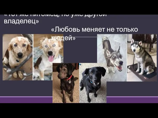 «Тот же питомец, но уже другой владелец» «Любовь меняет не только людей»