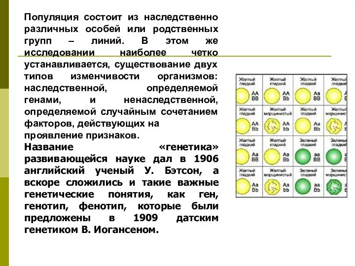 Популяция состоит из наследственно различных особей или родственных групп – линий.