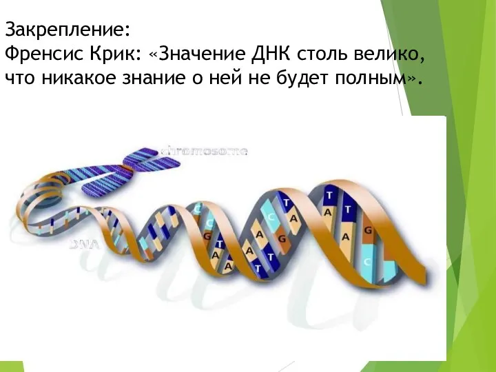 Закрепление: Френсис Крик: «Значение ДНК столь велико, что никакое знание о ней не будет полным».