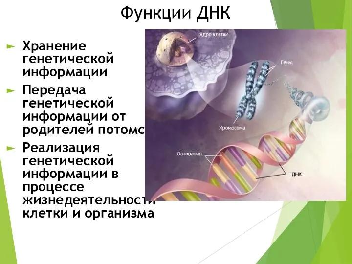 Функции ДНК Хранение генетической информации Передача генетической информации от родителей потомству