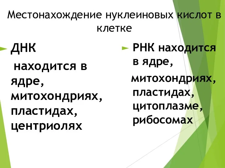 Местонахождение нуклеиновых кислот в клетке ДНК находится в ядре, митохондриях, пластидах,