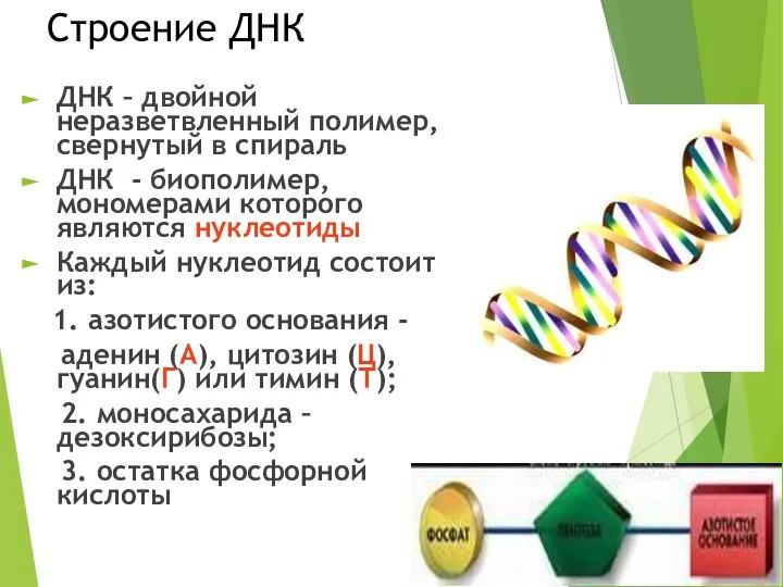 Строение ДНК ДНК – двойной неразветвленный полимер, свернутый в спираль ДНК