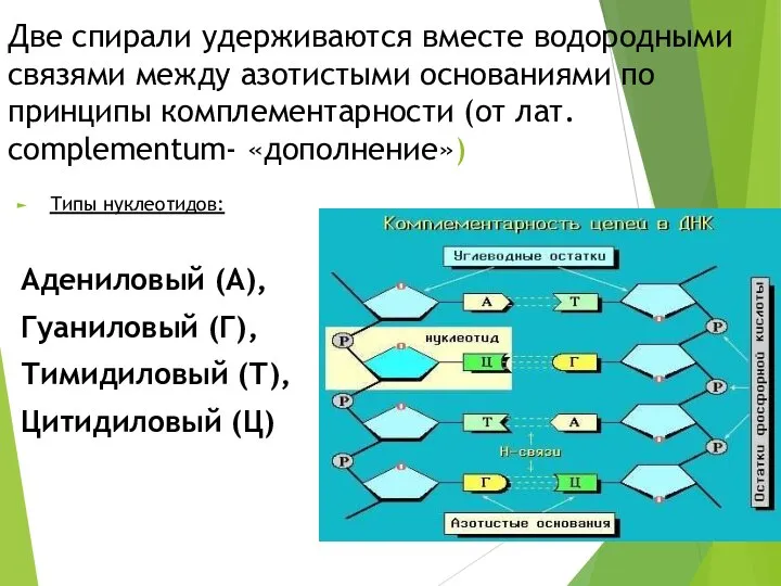 Две спирали удерживаются вместе водородными связями между азотистыми основаниями по принципы