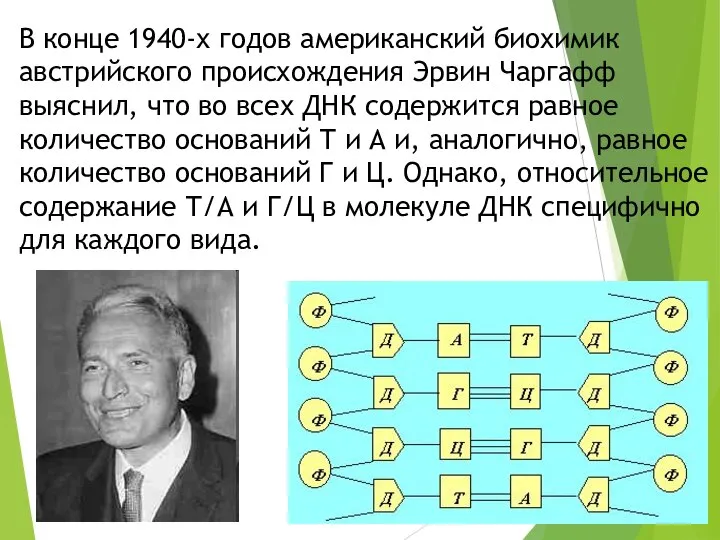 В конце 1940-х годов американский биохимик австрийского происхождения Эрвин Чаргафф выяснил,