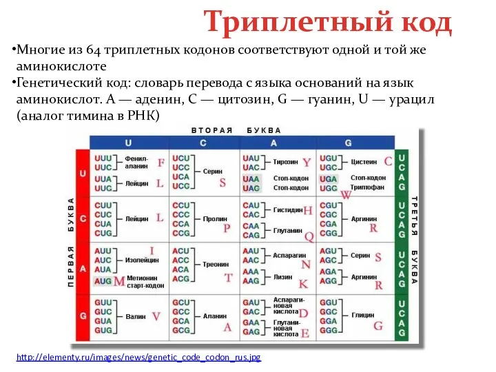 Триплетный код Многие из 64 триплетных кодонов соответствуют одной и той