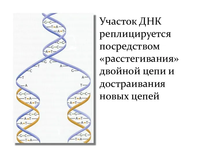 Участок ДНК реплицируется посредством «расстегивания» двойной цепи и достраивания новых цепей