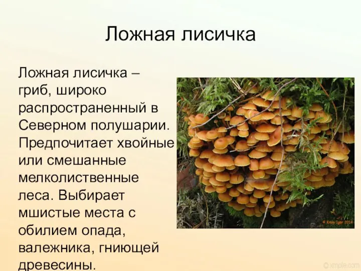 Ложная лисичка Ложная лисичка – гриб, широко распространенный в Северном полушарии.