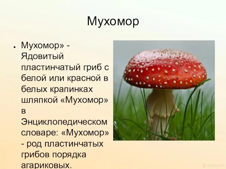 Мухомор Мухомор» - Ядовитый пластинчатый гриб с белой или красной в