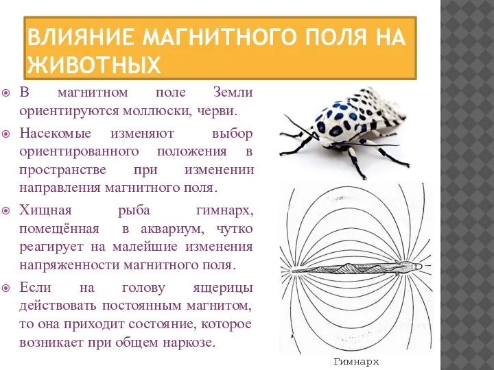 ВЛИЯНИЕ МАГНИТНОГО ПОЛЯ НА ЖИВОТНЫХ В магнитном поле Земли ориентируются моллюски,