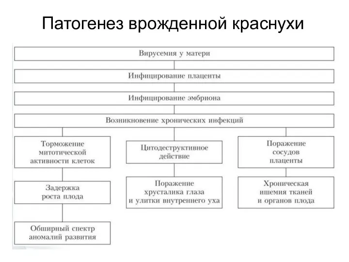 Патогенез врожденной краснухи