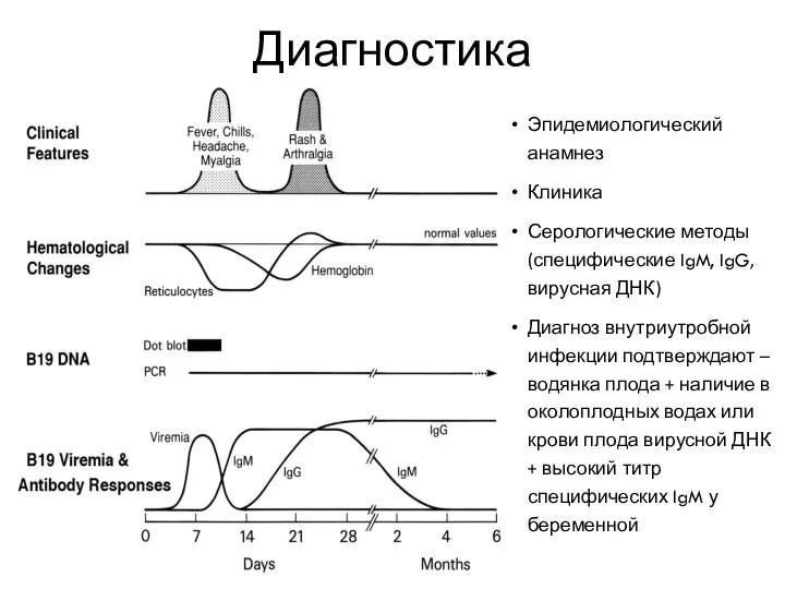 Диагностика Эпидемиологический анамнез Клиника Серологические методы (специфические IgM, IgG, вирусная ДНК)