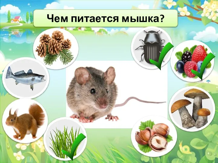 Чем питается мышка?