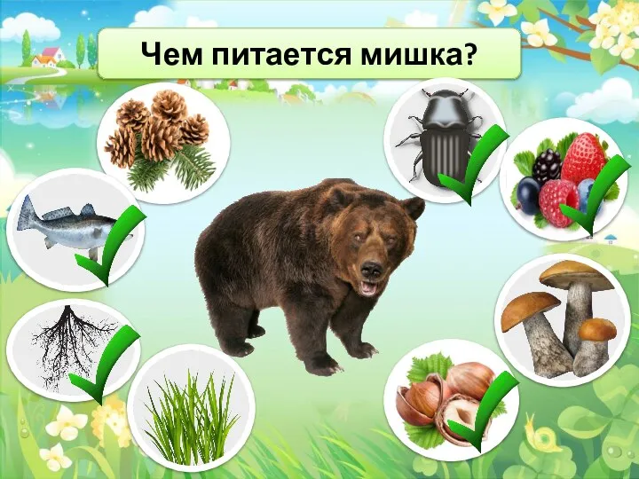 Чем питается мишка?