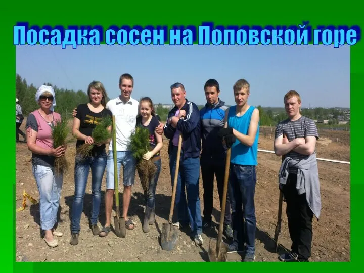 Посадка сосен на Поповской горе