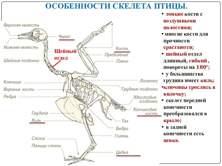 ОСОБЕННОСТИ СКЕЛЕТА ПТИЦЫ. Шейный отдел тонкие кости с воздушными полостями; многие