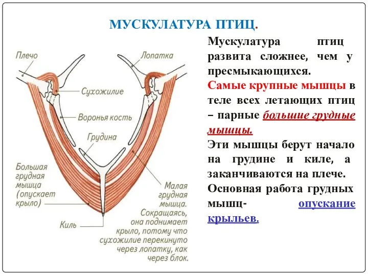 МУСКУЛАТУРА ПТИЦ. Мускулатура птиц развита сложнее, чем у пресмыкающихся. Самые крупные