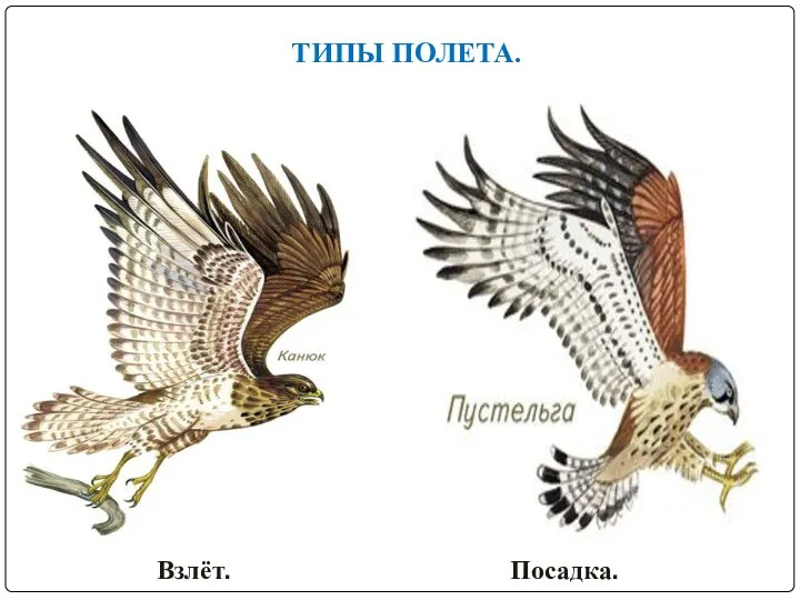 ТИПЫ ПОЛЕТА. Взлёт. Посадка.