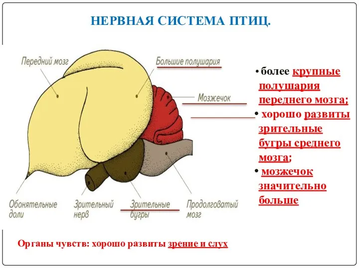 НЕРВНАЯ СИСТЕМА ПТИЦ. более крупные полушария переднего мозга; хорошо развиты зрительные