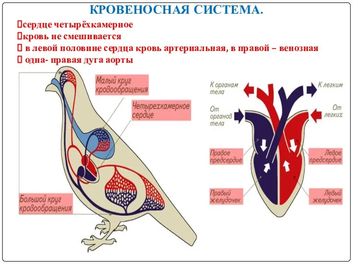 КРОВЕНОСНАЯ СИСТЕМА. сердце четырёхкамерное кровь не смешивается в левой половине сердца