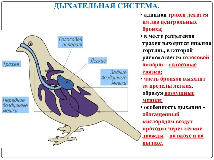 ДЫХАТЕЛЬНАЯ СИСТЕМА. длинная трахея делится на два центральных бронха; в месте