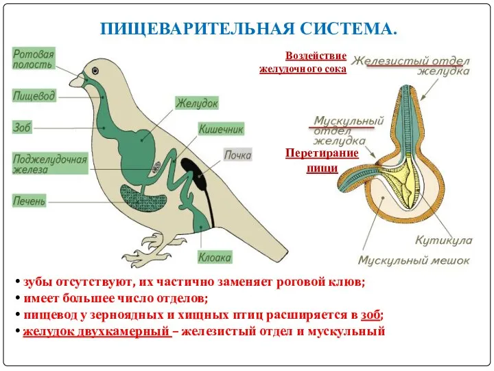 ПИЩЕВАРИТЕЛЬНАЯ СИСТЕМА. Воздействие желудочного сока Перетирание пищи зубы отсутствуют, их частично