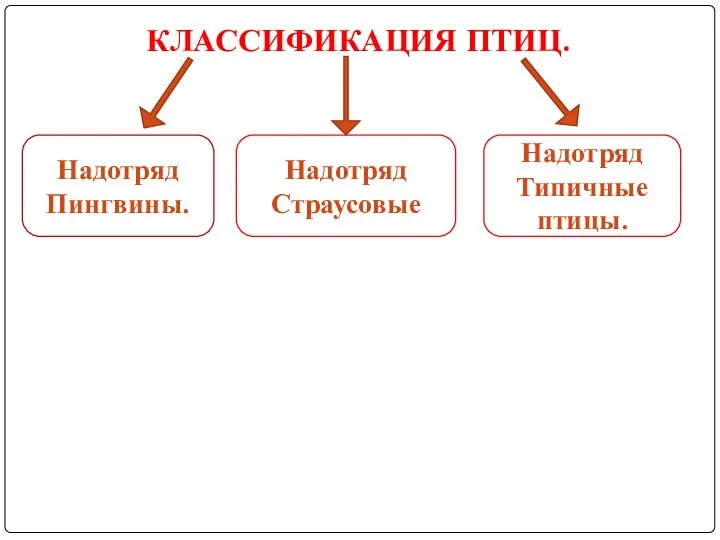 КЛАССИФИКАЦИЯ ПТИЦ. Надотряд Пингвины. Надотряд Страусовые Надотряд Типичные птицы.