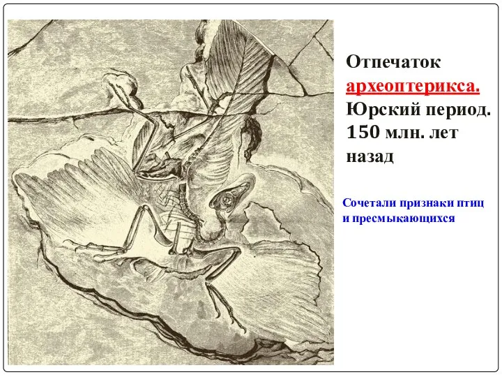 Отпечаток археоптерикса. Юрский период. 150 млн. лет назад Сочетали признаки птиц и пресмыкающихся