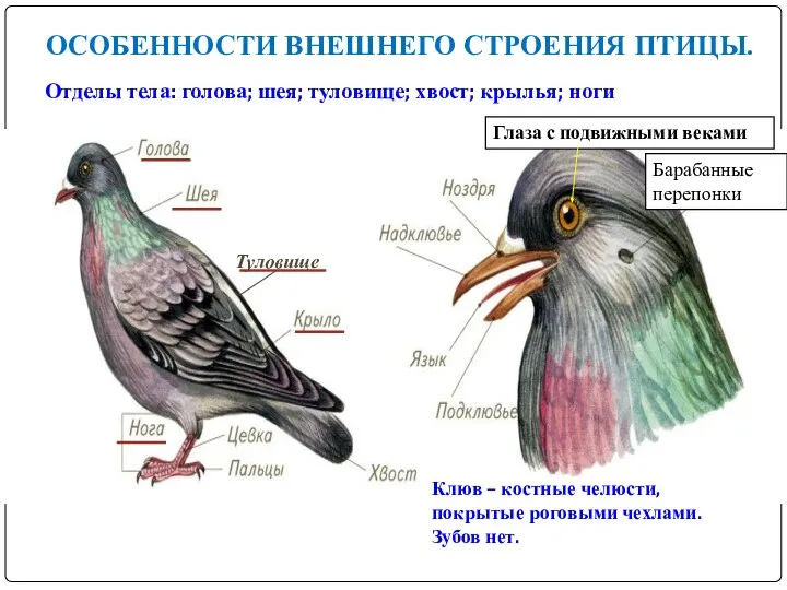 ОСОБЕННОСТИ ВНЕШНЕГО СТРОЕНИЯ ПТИЦЫ. Туловище Отделы тела: голова; шея; туловище; хвост;