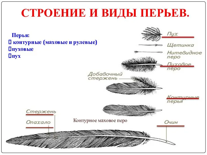 СТРОЕНИЕ И ВИДЫ ПЕРЬЕВ. Контурное маховое перо Перья: контурные (маховые и рулевые) пуховые пух