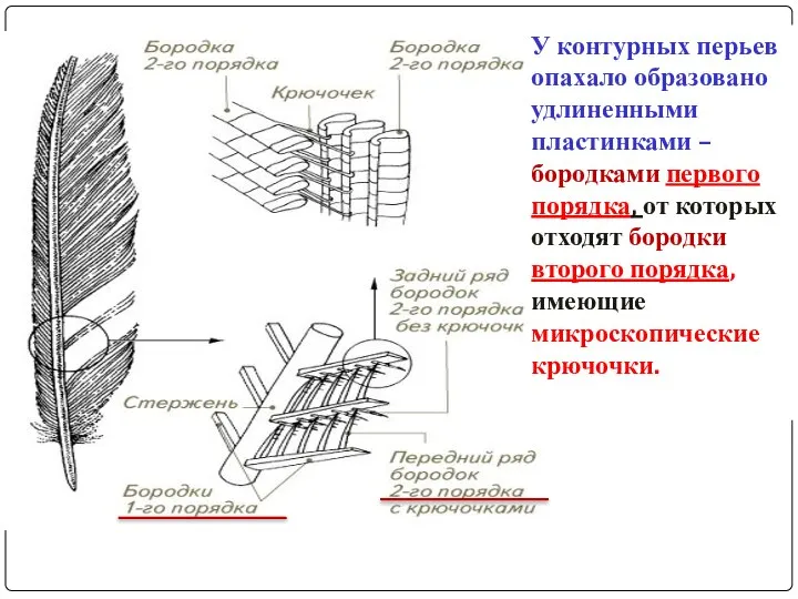 У контурных перьев опахало образовано удлиненными пластинками – бородками первого порядка,