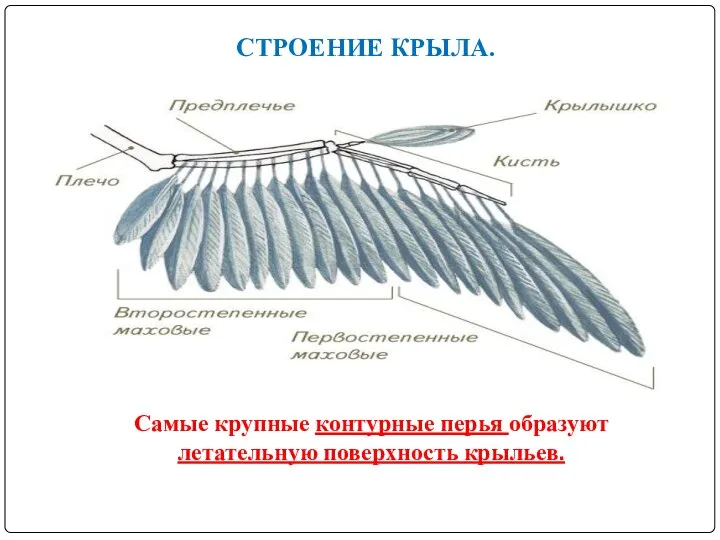 СТРОЕНИЕ КРЫЛА. Самые крупные контурные перья образуют летательную поверхность крыльев.