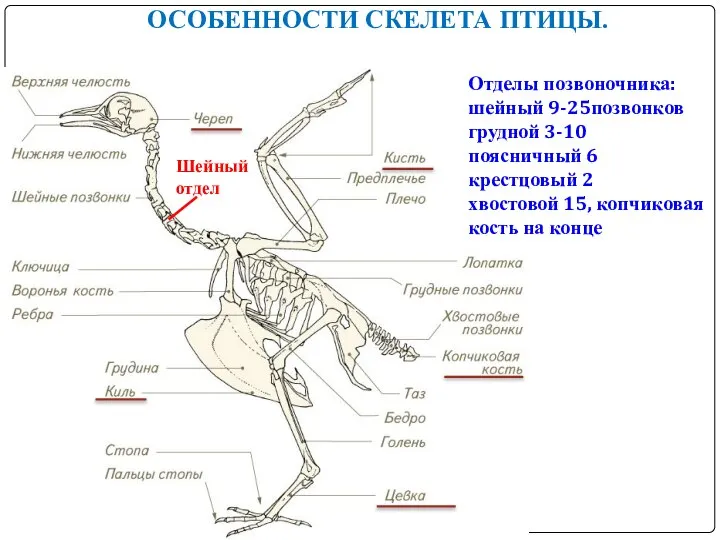 ОСОБЕННОСТИ СКЕЛЕТА ПТИЦЫ. Шейный отдел Отделы позвоночника: шейный 9-25позвонков грудной 3-10