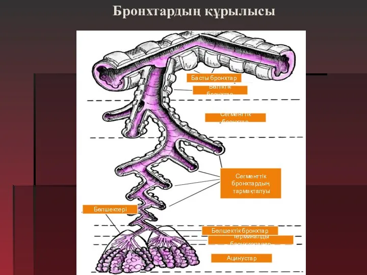 Бронхтардың құрылысы Бөліктік бронхтар Сегменттік бронхтар Сегменттік бронхтардың тармақталуы Терминалды бронхиолалар