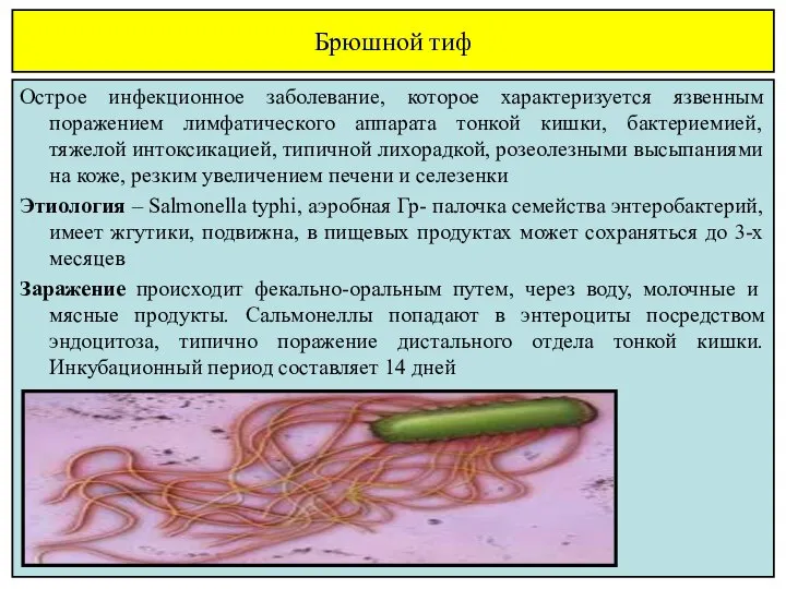 Брюшной тиф Острое инфекционное заболевание, которое характеризуется язвенным поражением лимфатического аппарата