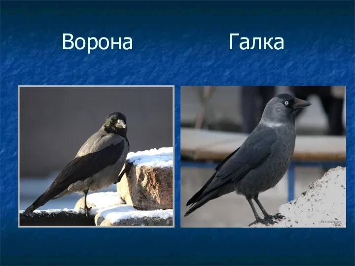 Ворона Галка