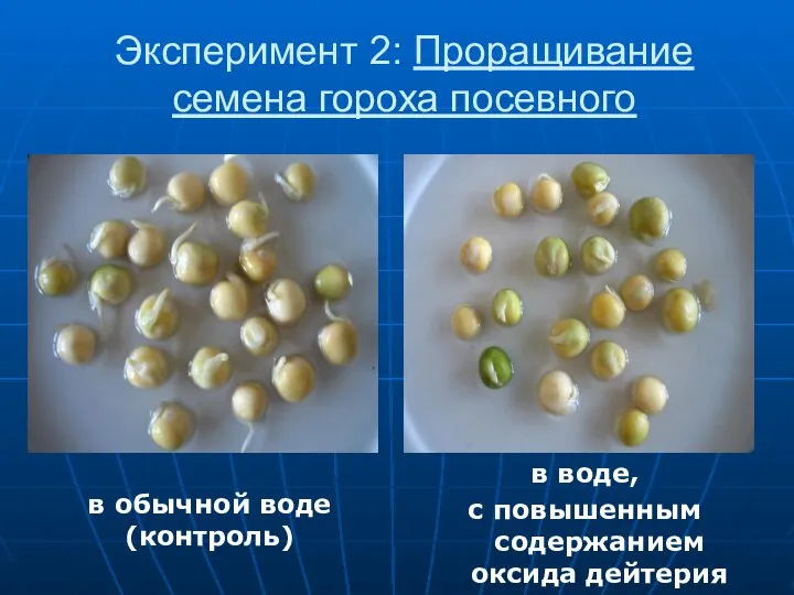 Эксперимент 2: Проращивание семена гороха посевного в воде, с повышенным содержанием