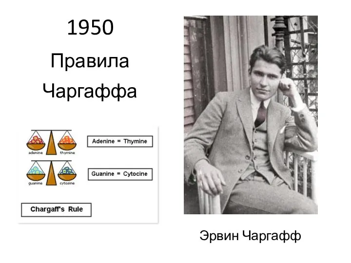 1950 Правила Чаргаффа Эрвин Чаргафф