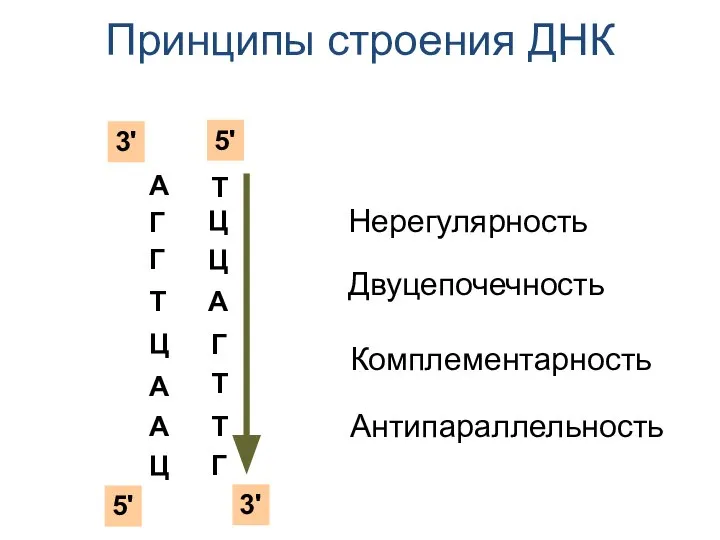 Принципы строения ДНК А Г Г Т Ц А А Ц